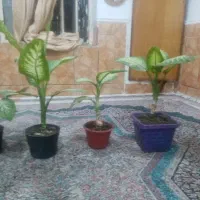 گلدان|گل و گیاه طبیعی|داراب, |دیوار