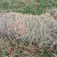 فروش یونجه روستای تمر روبرو کافه مراد