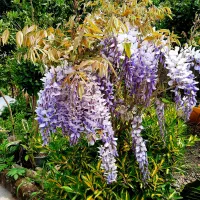 فروش گل و گیاه به صورت یکجا پالم گلسین افرا شمشاد