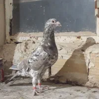 کبوتر سار شکلاتی و