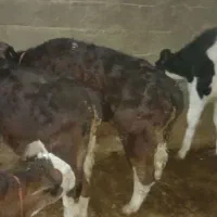 فروش ۹ رائس گوساله قطع شیر