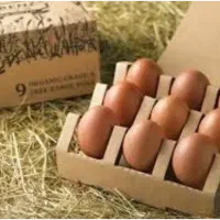 تخم مرغ به شرط نطفه دار بودن