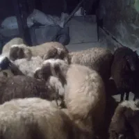 بره نر درجه یک