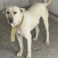 سگ سراب|سگ|شهریار, کردزار|دیوار