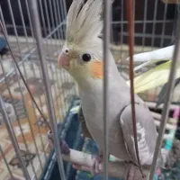 عروس هلندی ماده
