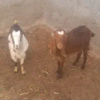 کولار بزغاله