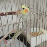 عروس هلندی گمشده