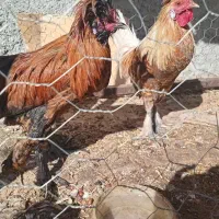 جوجه مرغ و خروس|پرنده|داران, |دیوار