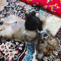 سگ پودل کراس|سگ|پاکدشت, پاکدشت (مامازند)|دیوار