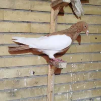 2عدد ماده یهودی بی نقص