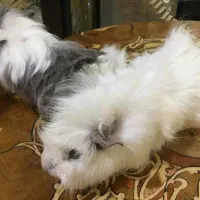 خوکچه هندی ۳ عدد