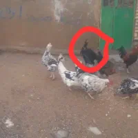 فروش یک عدد خروس دورگه و یک عدد مرغ دورگه|حیوانات مزرعه|کرانی, |دیوار