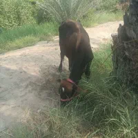 گاو نر