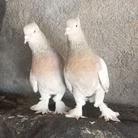 نروماده درجه یک