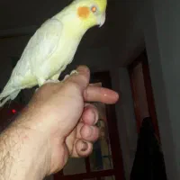 عروس هلندی سخن گو  ۸ماهه تازه رفته تولک|پرنده|سنگر, |دیوار