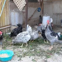 تخم مرغ نطفه دار گلین|حیوانات مزرعه|ری, دیلمان|دیوار