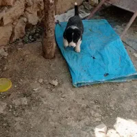 گمشده