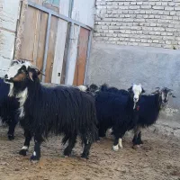 بزغاله و چپش میش بره بز|حیوانات مزرعه|شهرکرد, |دیوار