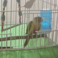 طوطی گرینچیک