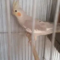 ط و ط ی ع روس