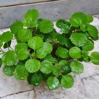 گل آپارتمانی زیبا و شاداب برگ بیدی ابلق هویا پیچک