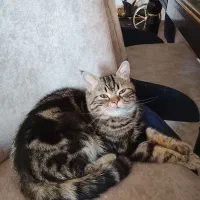 گربه|گربه|خوی, |دیوار