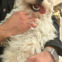 سگ نژاد شیتزو ارام و بازیگوش