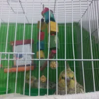 عروس هلندی