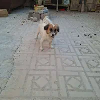 سگ زیبا و باهوش|سگ|شیراز, جرسقان|دیوار