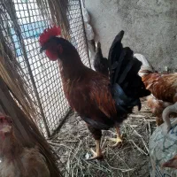 سه عدد خروس