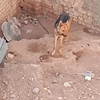 سگ ژرمن|سگ|قزوین, |دیوار