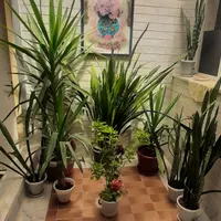 ۵ عدد گل طبیعی