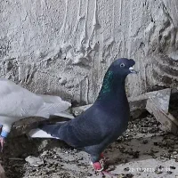 کبوتر در پرنده|پرنده|ارژن, |دیوار