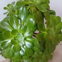 گیاه آئونیم