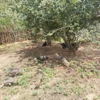 بوقلمون محلی
