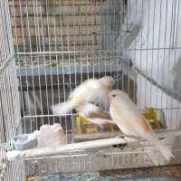 قناری|پرنده|شیراز, شریف‌آباد|دیوار