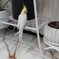 عروس هلندی رام مرغ عشق  معاوضه|پرنده|کرمان, |دیوار