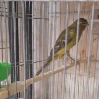 قناری سبز بلند  نر معاوضه