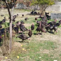 بوقلمون|حیوانات مزرعه|پارسآباد, |دیوار