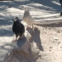 یک جفت پلنگ نرسیاه ماده سور