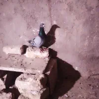 سلام ۵عدد کفتر شهرستانی