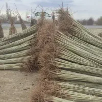 فروش باچک نهال صنوبر، گردو و پرتقال انار در گیلان|گل و گیاه طبیعی|رشت, منظریه|دیوار