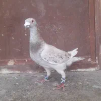 کبوتر نر سار سرور قد بلند