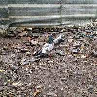 جوجه کفتر پاکستانی و دوکت|پرنده|رشت, نیروی دریایی|دیوار
