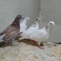 ۴جونه تهرانی