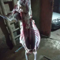 گوشت بزغاله