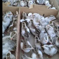 جوجه شاخدار سه روزه