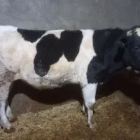 گوساله نر هلشتاین