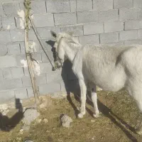 خر نر|حیوانات مزرعه|بهبهان, |دیوار