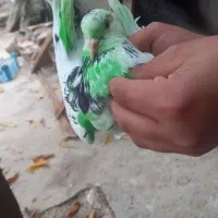 ۲۰۰۰۰۰۰